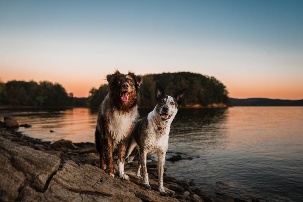 Dogs benefiting from structured behavioral walks in Chattanooga, Tennessee