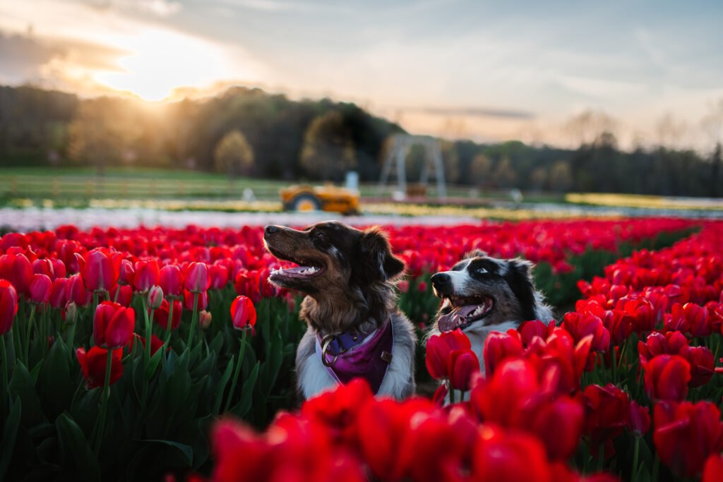 2 obedient dogs in a tulip field